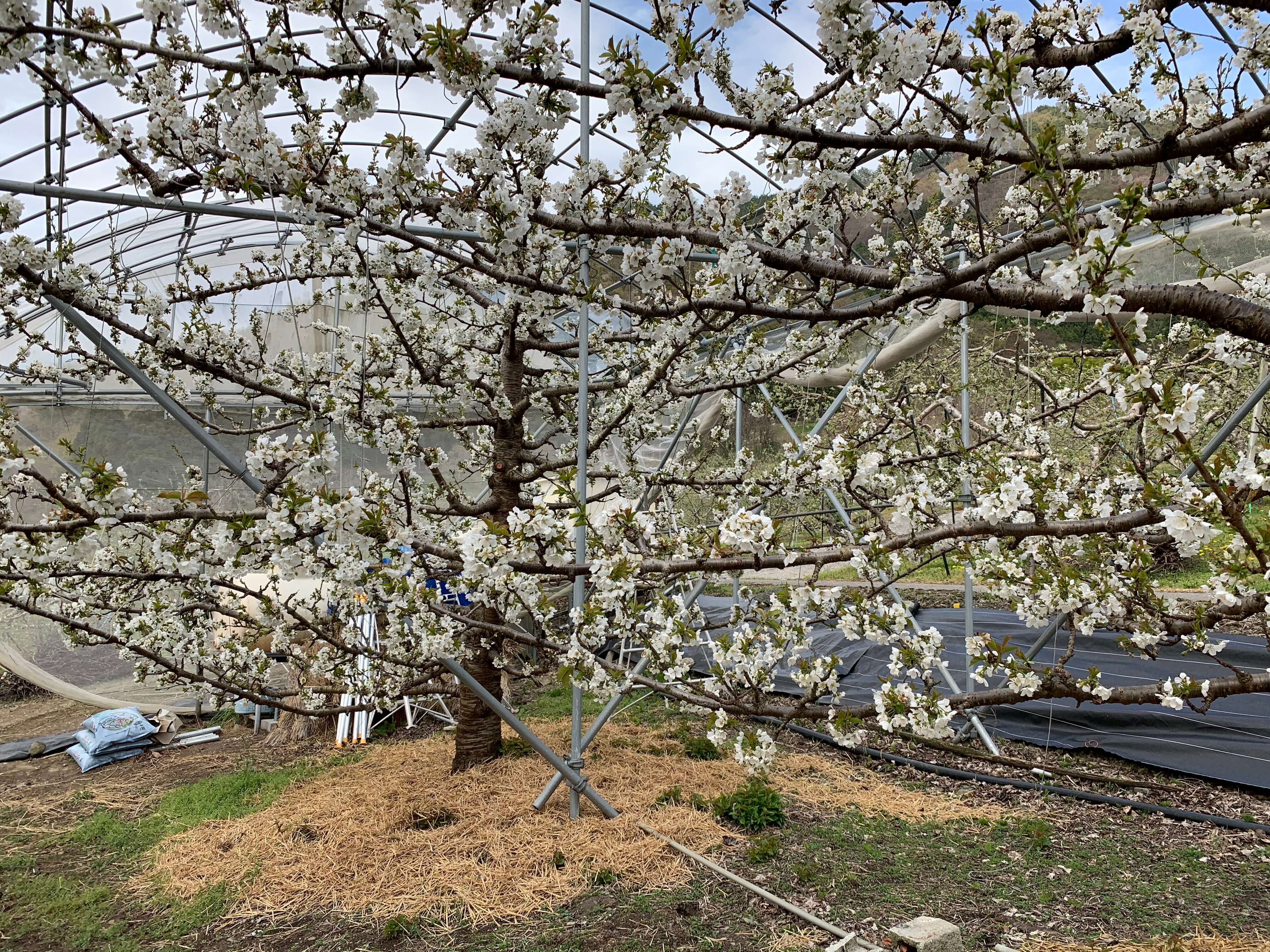 6月から佐藤錦と紅秀峰の収穫が始まります プルーン 信州リンゴの通販なら 小林果樹園